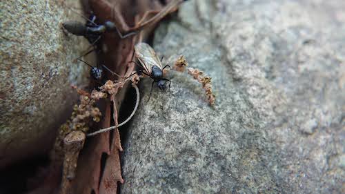 camponotus30apr2021a
