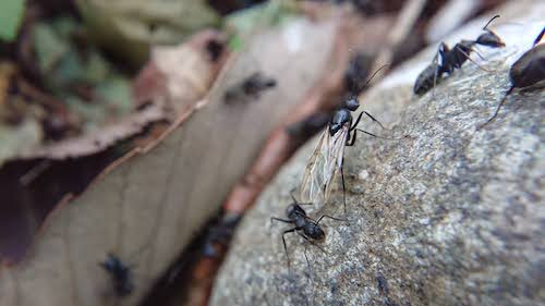 camponotus30apr2021b