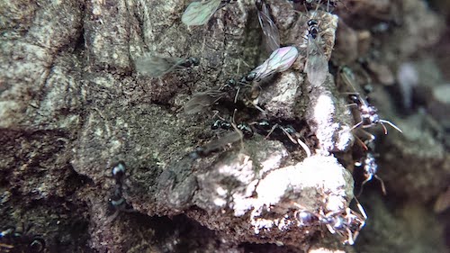 lasius30apr2021