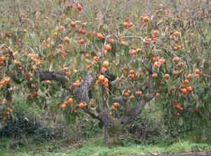 persimmon1